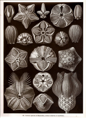 Ernst Haeckel Starfish Art...