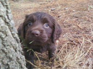 Boykin Spaniel Puppies For Sale...