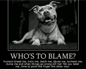 Humans are to blame NOT Pit Bulls!