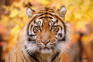 Behold the symmetry of the tiger: