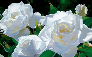 Flowers White Roses