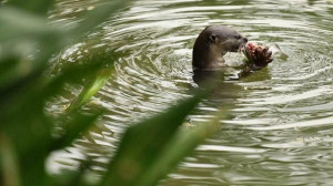 An otter was spotted at Swan Lake in the Botanic Gardens on Oct 30 ...