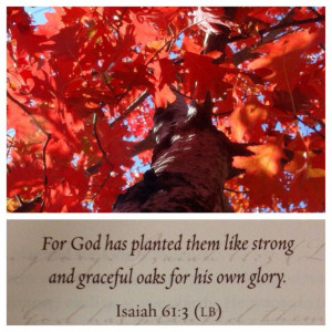 Oak tree Isaiah 61:3