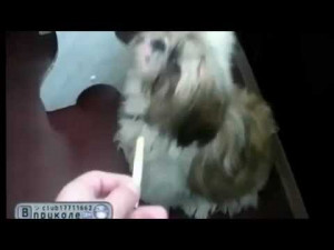 dog don't want to smoke,funnyvideos,funny quotes all time,the worlds ...