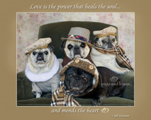 Whole Pug Gang fall green chair love power IMG_9340-9335 by Pugs and ...