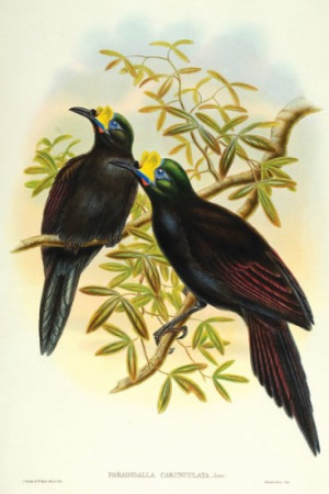 John Gould Birds New Gineau Hand Coloured Lithograph