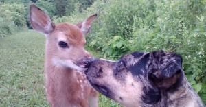 So-my-friend-dogs-found-baby-deer.jpg