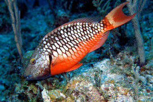 parrot fish saltwater aquarium fish