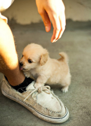 20 Incredibly Cute Puppy Pictures To Put A Smile On Your Face