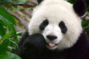De Huan huan. Panda's in dierentuin Peking werden ontmaskerd als ...