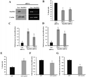 of StarD13 on colorectal cancer proliferation motility and invasion