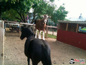 Horse and Goat Animal Friendship