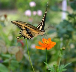 butterfly on flower