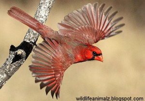 Cardinal Bird Flying