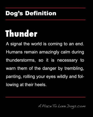dog's definition of THUNDER