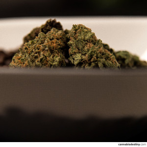 ... shot by the talented Brady Carothers and ©2013 for Cannabis Destiny