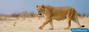 Lioness Facebook Covers