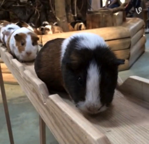 Watch: Cute Guinea Pigs ‘Commuting’ In Single File To Cross A ...
