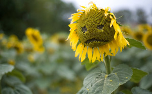 Sad Sunflower Wallpapers Pictures Photos Images
