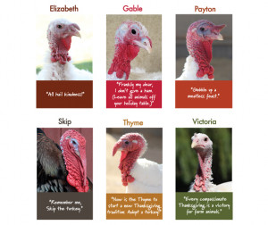 ... Thanksgiving, so adopt a turkey for yourself or a loved one today