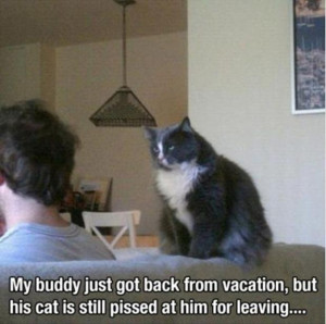 Mad Cat Pictures Funny