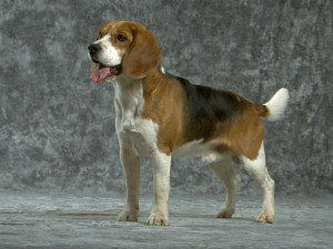beagle Razas de perros Beagle Boxer