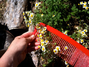 Harvesting feverfew with an agricultural comb
