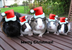 Christmas Guinea Pigs Image