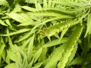 marijuana leaves curling up