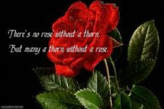Rose quote EVER!♥ There's no rose without a thorn, But many a thorn ...