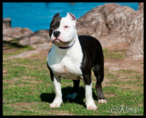 American Bully Breed Dogs
