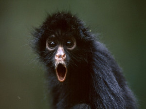 Photo: Young black spider monkey