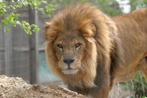 thick manes intimidate rivals and attract potential mates. This lion ...