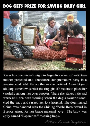 24 Incredibly Heartwarming Animal Stories That Will Hit You Right In ...