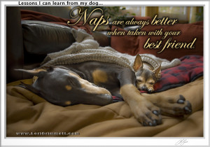 Dog Wisdom About Naps