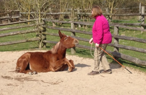 Blog Funny Horse Riding Videos