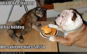 ... quotations. Cat funny pics, funny Cat gallery, funny Cat, funny Cat