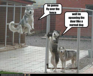 fence42813 funny pictures