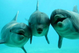 Dolphins, God made them!!!