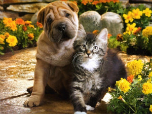 cute puppy and kitten pictures puppy and kitten loving picture puppy ...