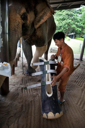 Elephant in Thailand Receives New Prosthetic Leg After Losing Hers ...