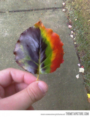 Funny photos funny rainbow leaf colors