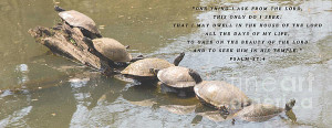 Turtle Inspirational Quote Print by Wesley Farnsworth