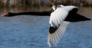 Flying black swan via Bird's Eye View at www.Facebook.com ...