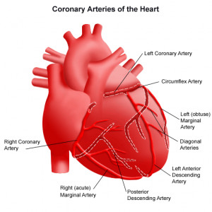 ... three major arteries i.e Circumflex, Right Coronary Artery (RCA