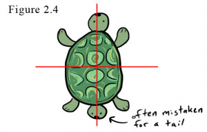 17. Albino turtles aren’t white; they’re just more shy.