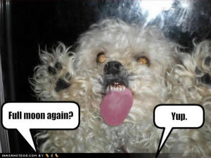 Funny Dog picture with caption full moon again