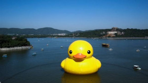 Rubber Duck during happier times in Beijing, China, Sept. 2013. (Photo ...