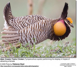Prairie Chicken