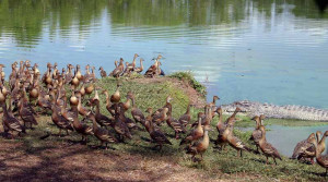 Crocodile Dundee Feeding Croc